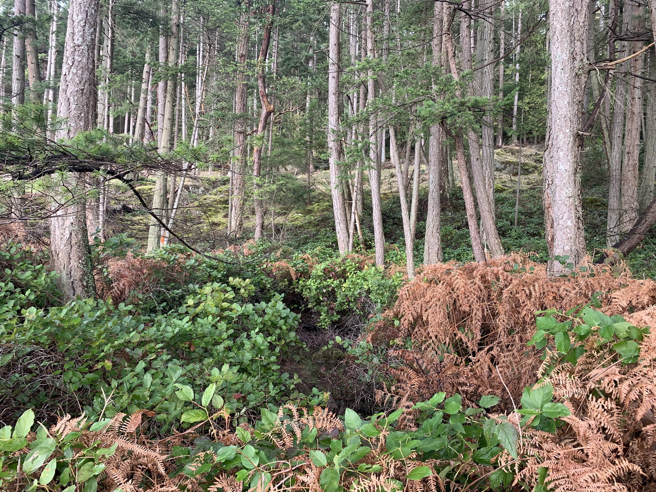 Some of the lush forest at Cape Roger Curtis